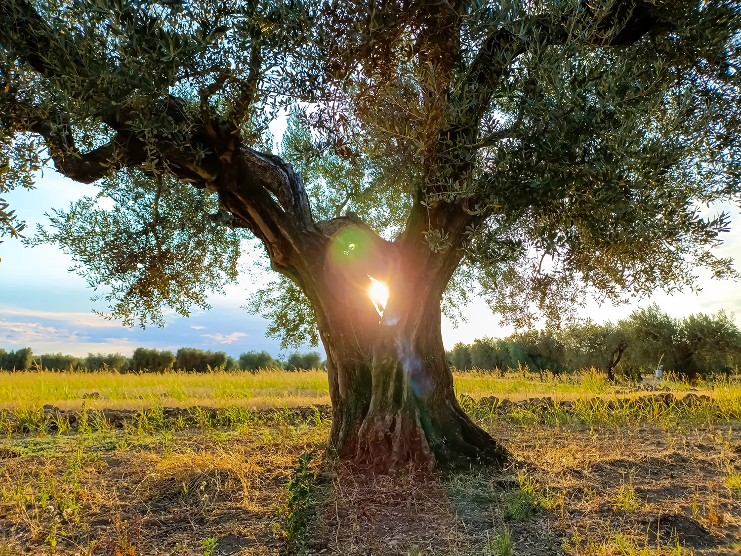 Ulivo secolare trapassato dalla luce del sole